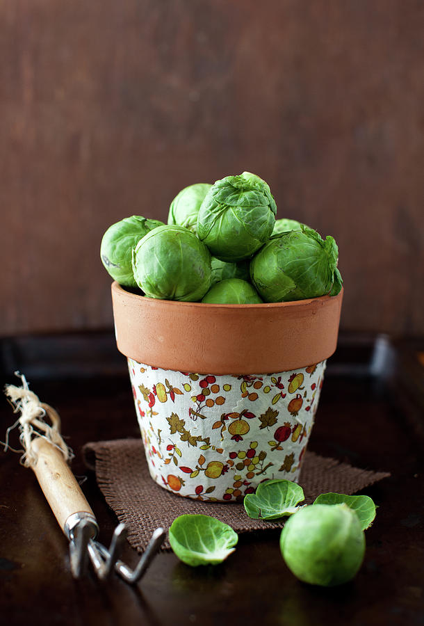 Brussels Sprouts Photograph by Yelena Strokin