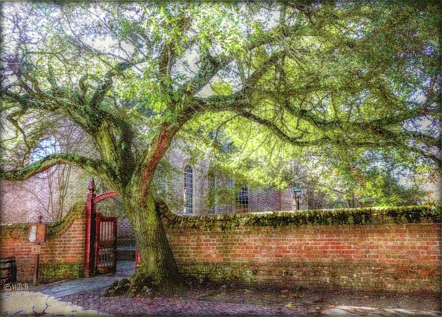 Colonial Williamsburg Live Oak at Bruton Parish Church Photograph by Marilyn DeBlock
