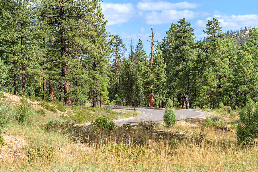 Bryce Canyon 20 Photograph by The Ecotone - Fine Art America