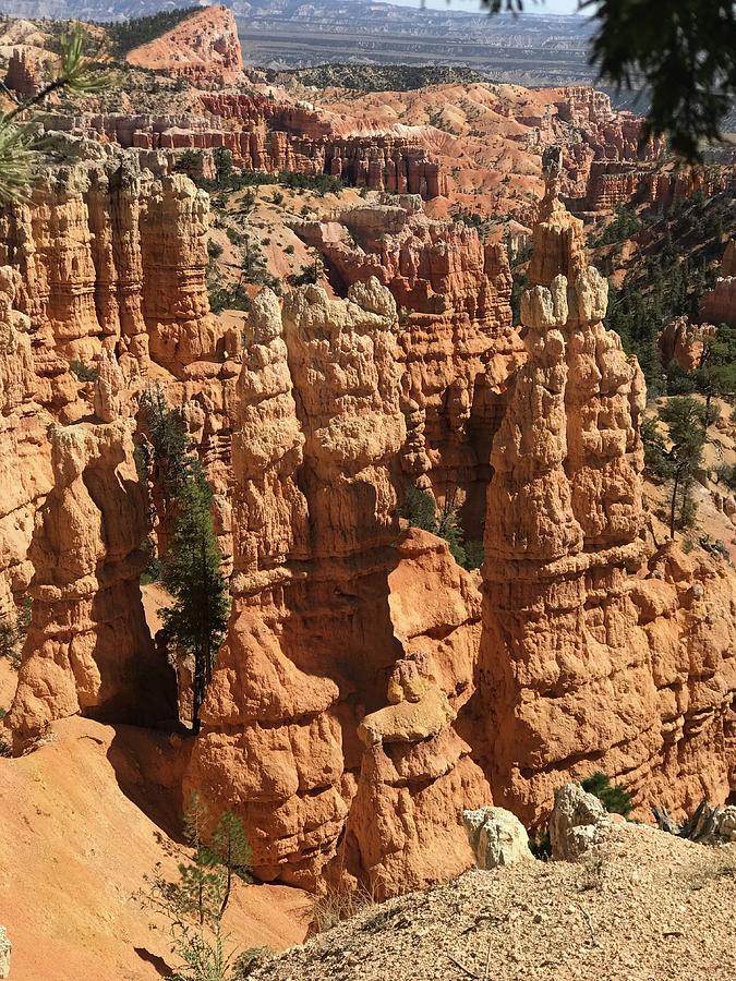 Bryce Canyon Hoodoos Photograph by Cindy Bale Tanner