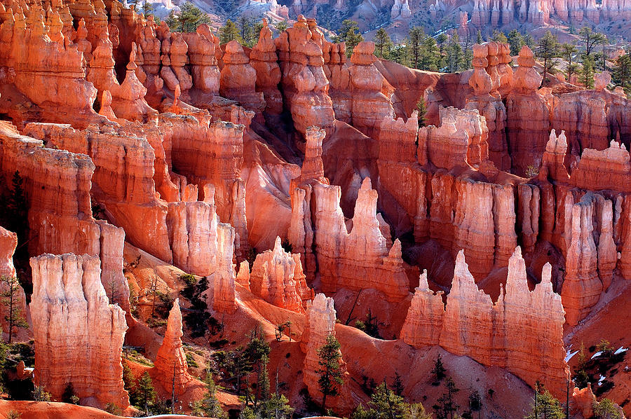 Bryce Canyon Hoodoos Photograph by Rod Irvine