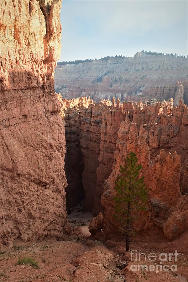 Bryce Canyon Photograph by Leslie M Browning