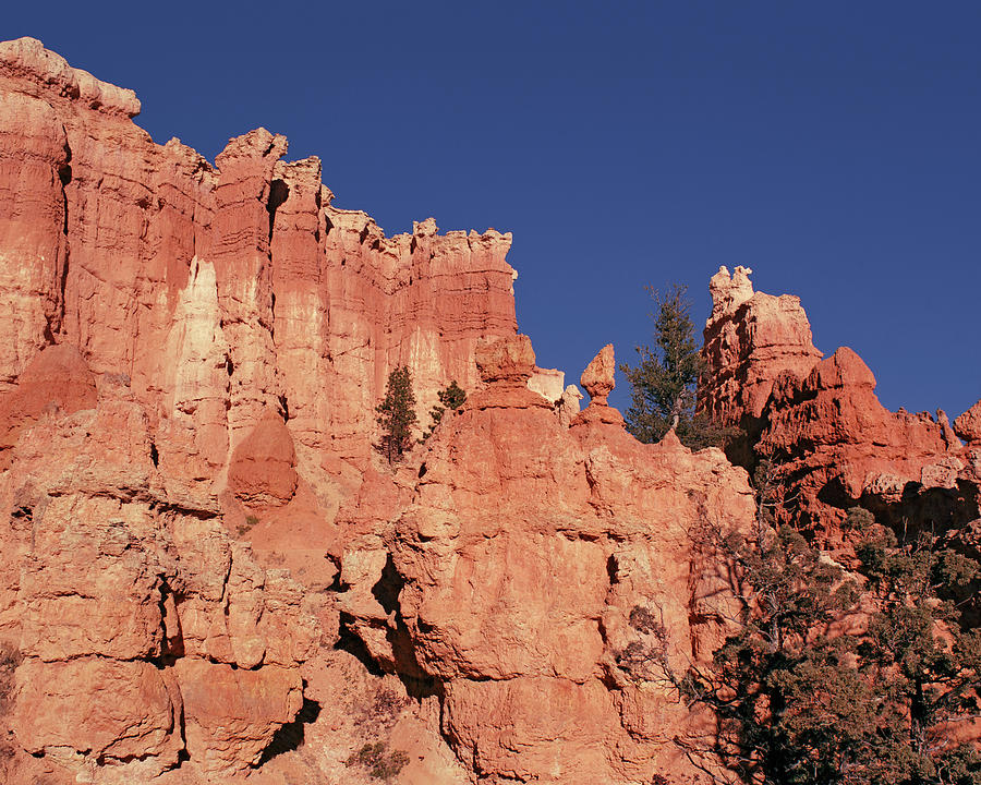 Bryce Canyon Looking Up Photograph by Tom Daniel