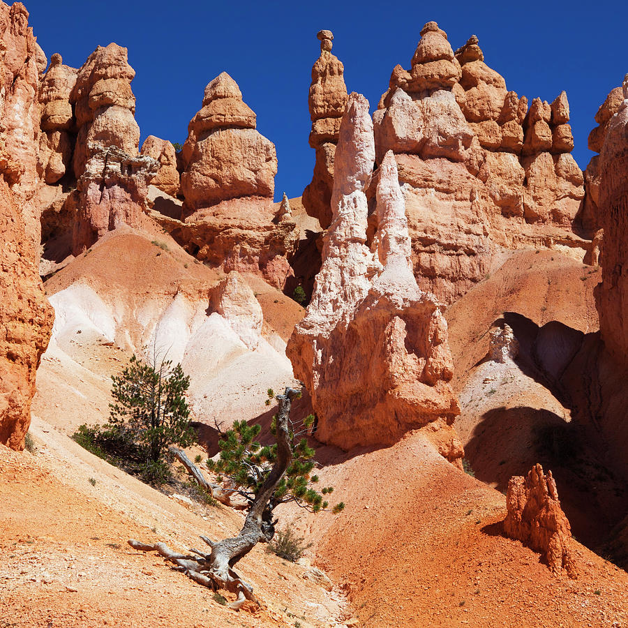 Bryce Canyon Rock Formations Photograph by Lucynakoch