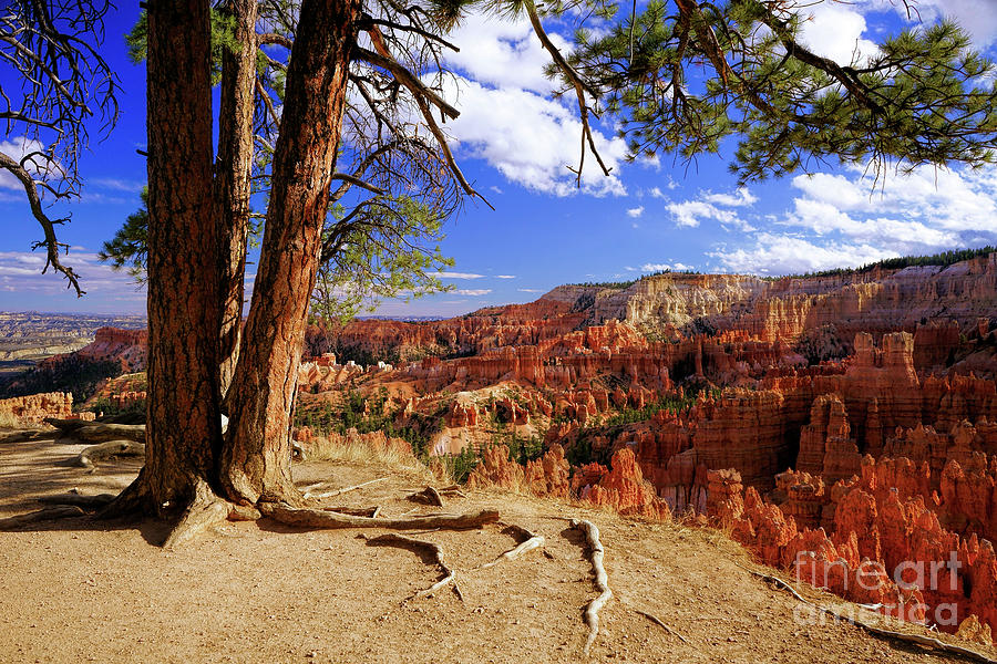 Bryce Canyon Photograph by Roxie Crouch