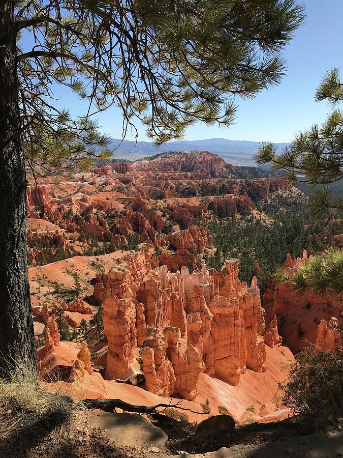 Bryce Canyon through Pine Trees Photograph by Cindy Bale Tanner