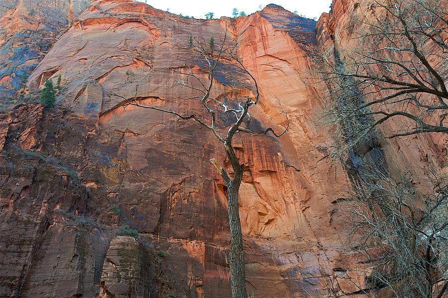 Bryce Canyon Tree Photograph by Mark Duehmig