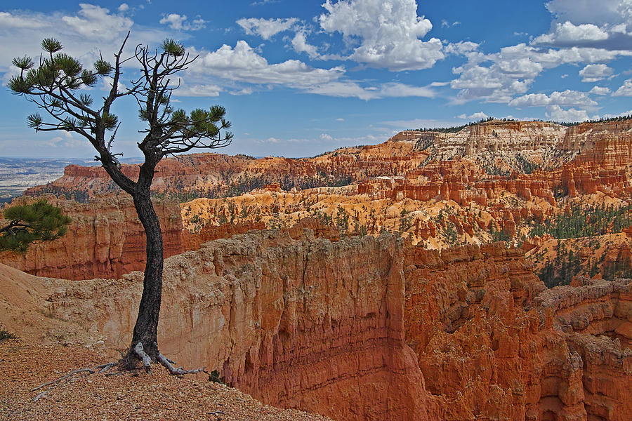Landscape Photograph - Bryce Canyon View by Larry J. Douglas