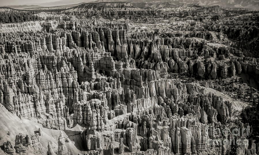 Bryce National Park Black White  Photograph by Chuck Kuhn