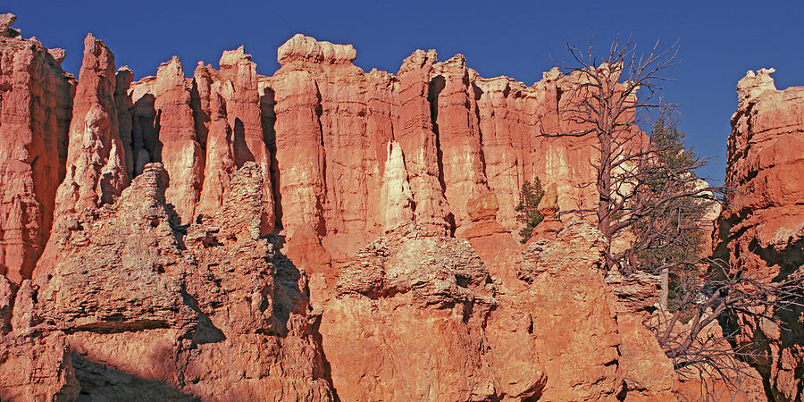 Bryce Panorama Photograph by Tom Daniel