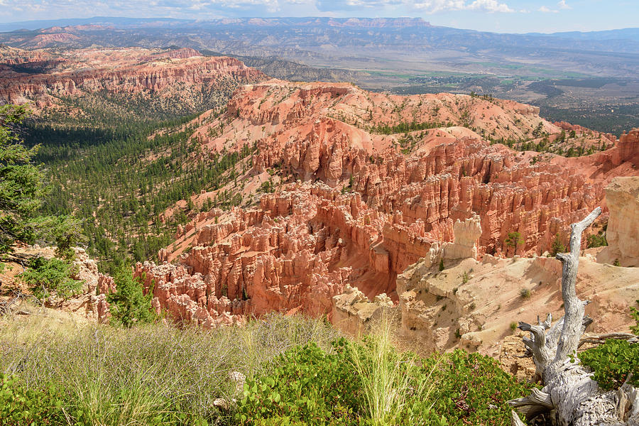 Bryce Point - Bryce Canyon - Utah Photograph by Debra Martz