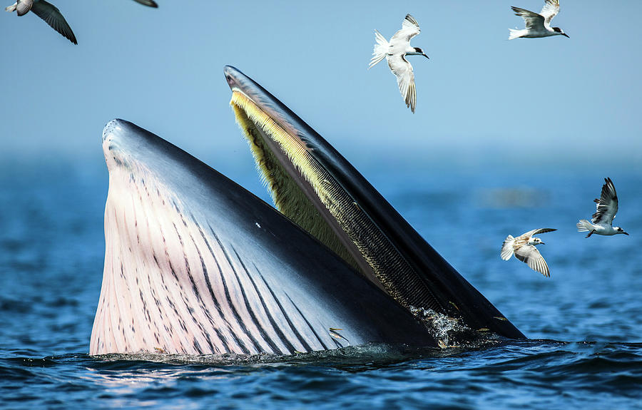 Brydes Whale Is Seen At Gulf Of Photograph by Athit Perawongmetha