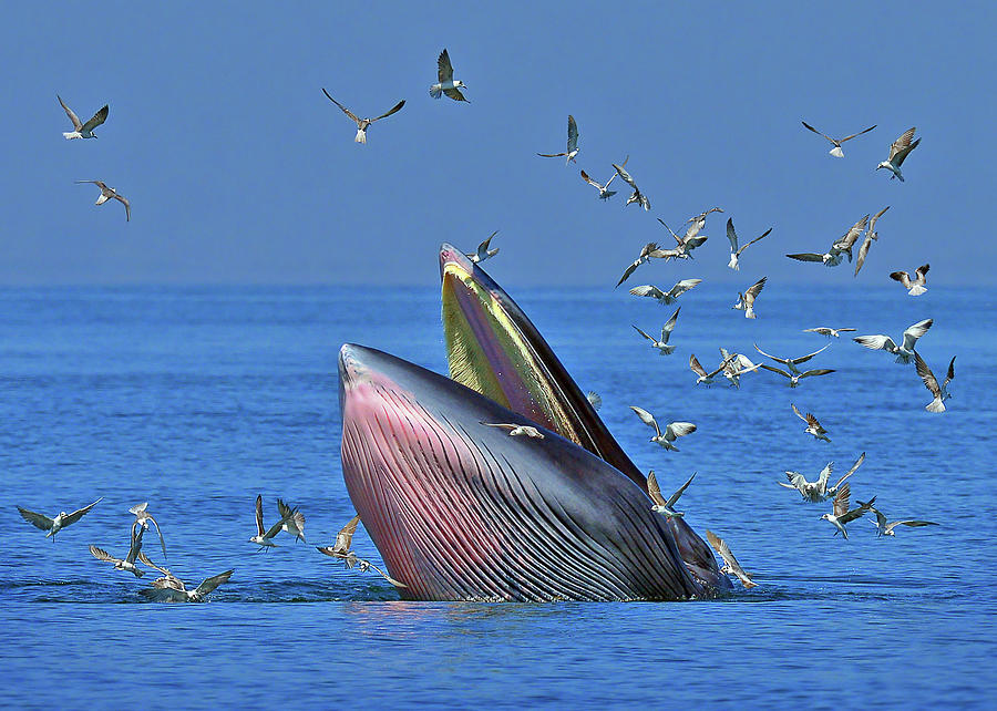 Brydes Whale Photograph by Photo By Jkboy Jatenipat