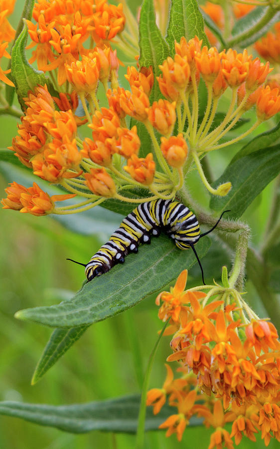 BU4 Monarch Caterpillar Photograph by Judy Syring - Fine Art America