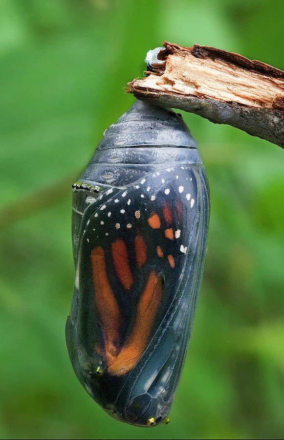 Bu5 Monarch Chrysalis Photograph By Judy Syring 