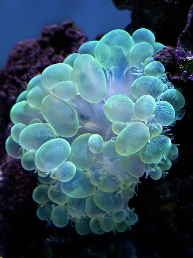 Bubble Coral Photograph by Celeste Mookherjee