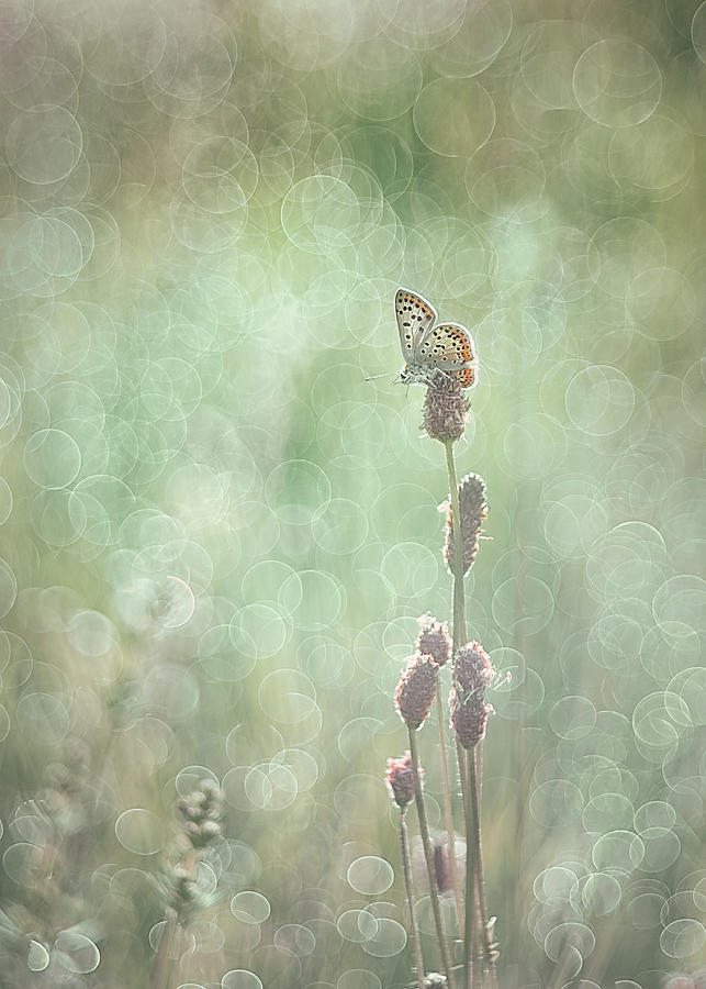 Butterfly Photograph - Bubbleliscious by Elisabeth Van Helden