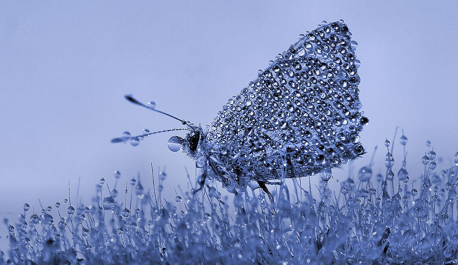 Nature Photograph - Bubbles Manufacturer... by Thierry Dufour