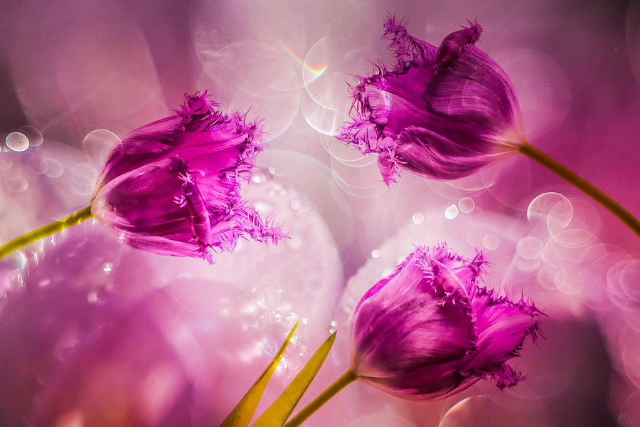 Bubbling Purple Tulips Photograph by Hilda Van Der Lee