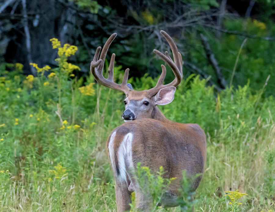 Deer Photograph - Buck at Hunter Cove by Scene by Dewey