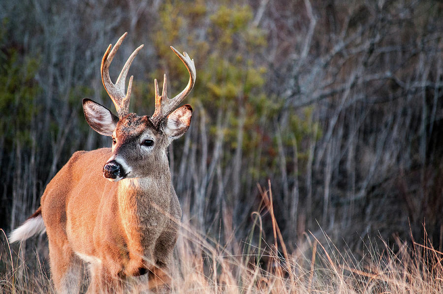 Buck At Sunset Photograph By Lindsey Hogan - Fine Art America