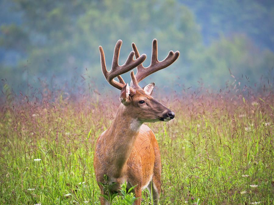 Buck Deer In Cades Cove Area Of The Photograph by Wbritten