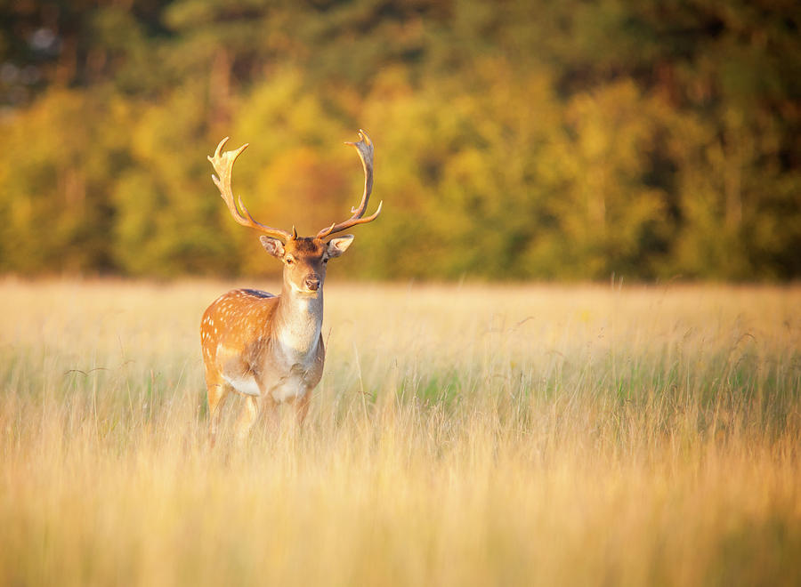 Buck Deer In Long Grass Photograph by Westbury