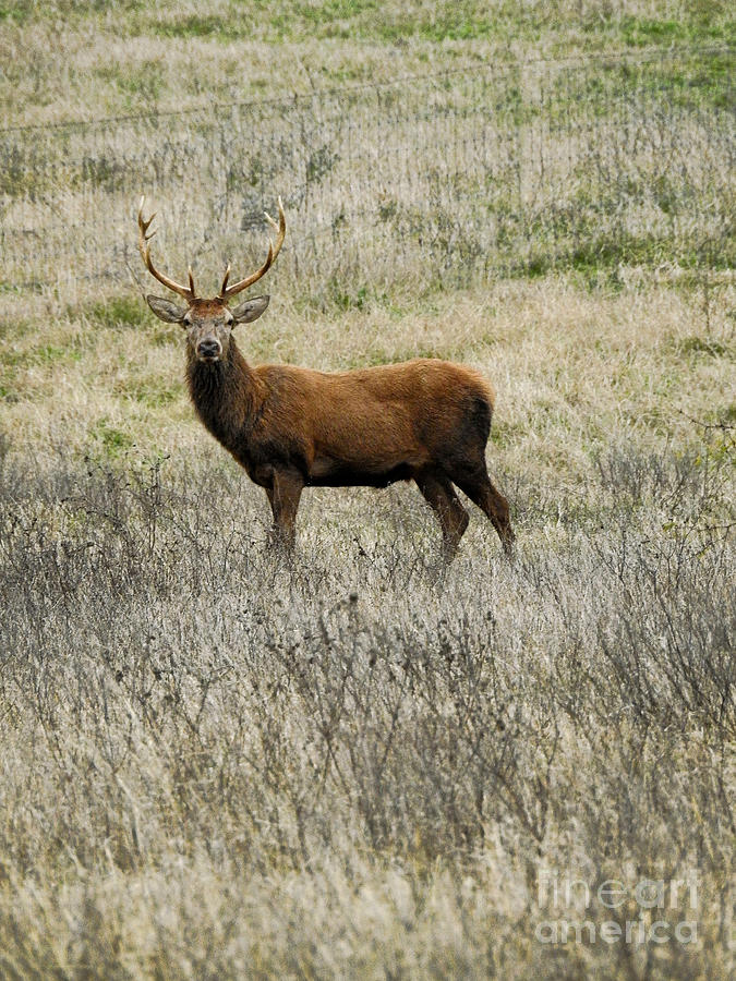 Buck Hunting Photograph by Ella Kaye Dickey