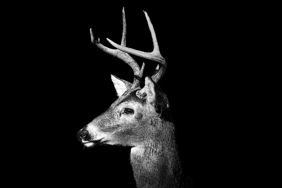 Buck In Black And White Photograph by Malcolm Macgregor