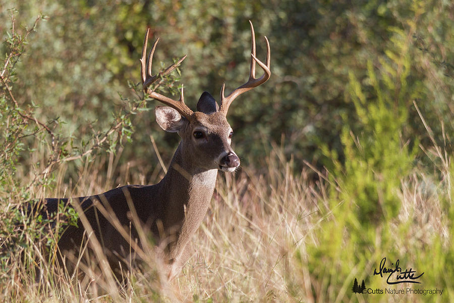 Buck In The Brush by David Cutts Buck In The Brush by David Cutts