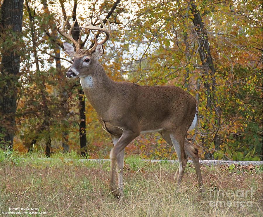 Buck In The Forest Photograph