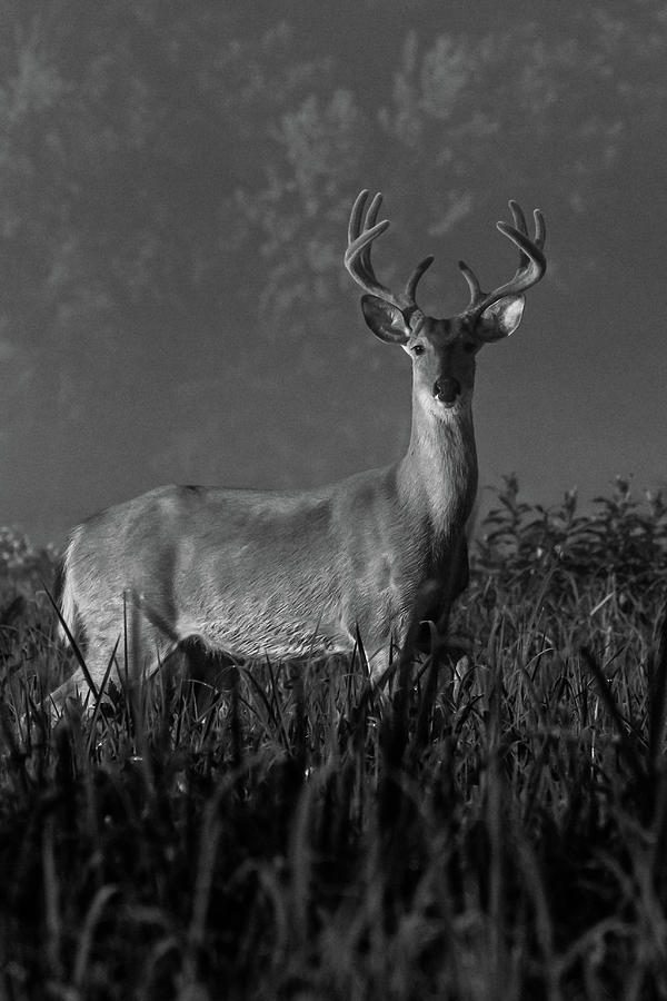 Morning Buck In Velvet Photograph