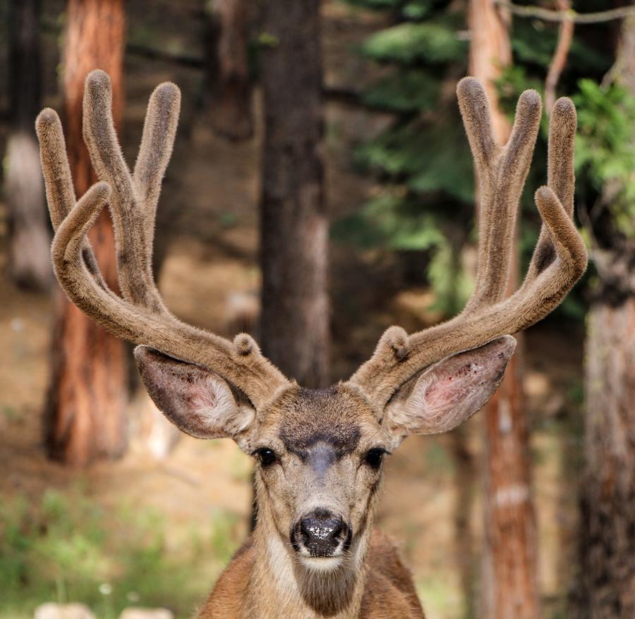 Buck in velvet Photograph by Tom Wildlife Photography - Fine Art America