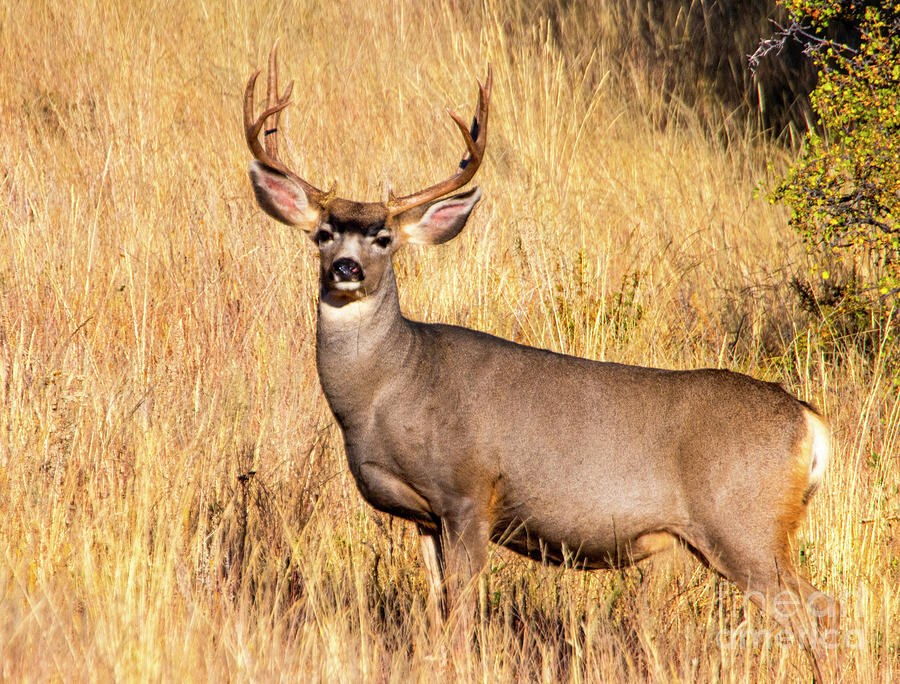 Buck Mule Deer Autumn Photograph by Steven Krull