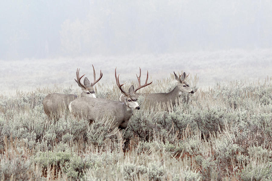 Buck Mule deer in Fog Photograph by Ronnie And Frances Howard