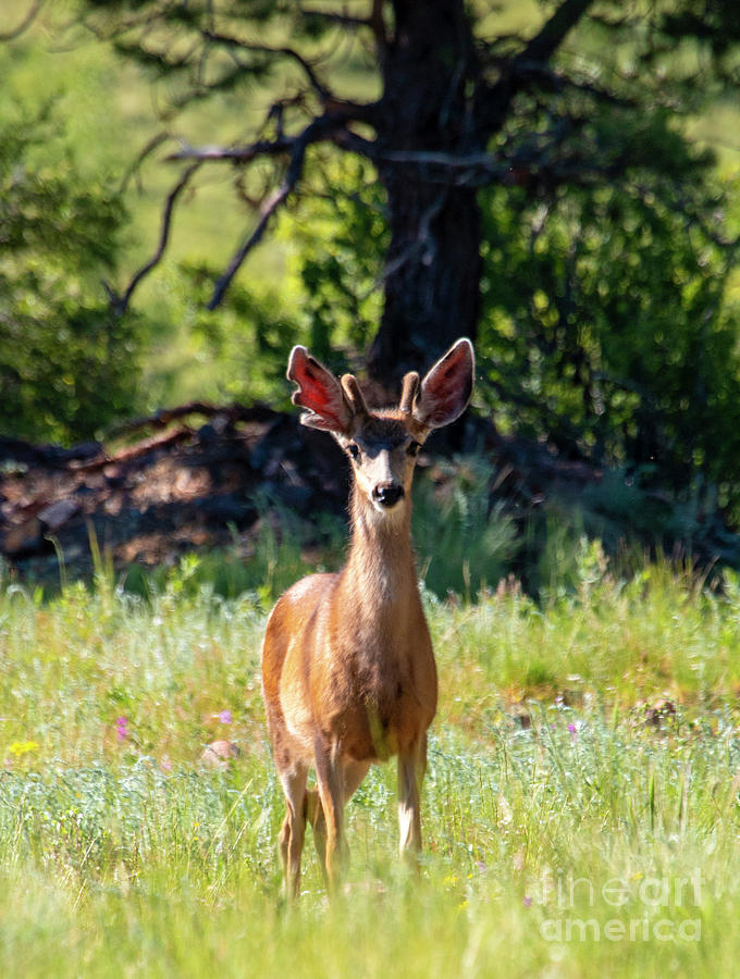 Buck Mule Deer in the Rockies Photograph by Steven Krull