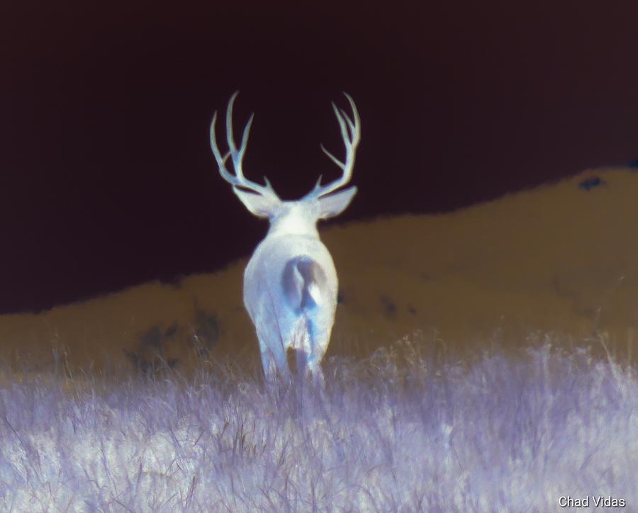 Buck On The Move Photograph