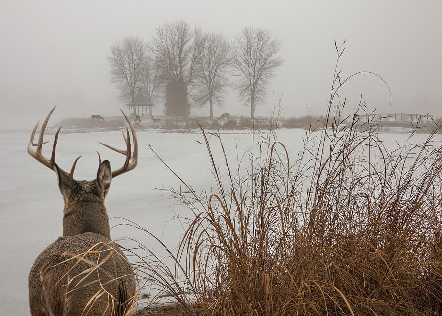 Buck Watcher Photograph by Patti Deters