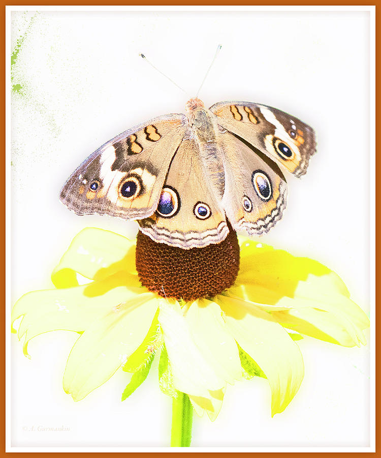 Buckeye Butterfly, Blackeyed Susan Flower Digital Art by A Macarthur Gurmankin