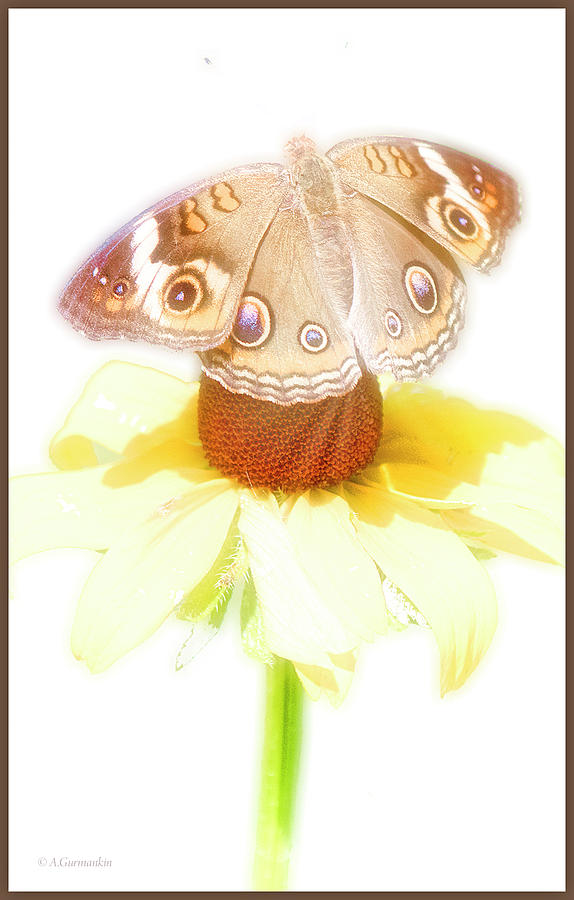 Buckeye Butterfly on Black-eyed Susan Wildflower Digital Art by A Macarthur Gurmankin