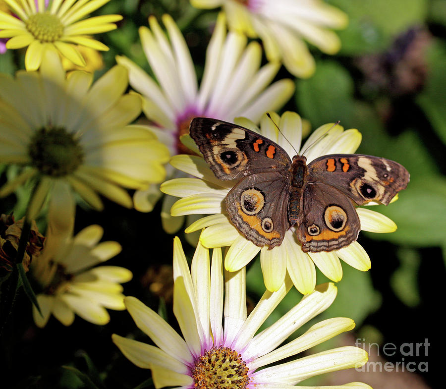 Buckeye Butterfly Photograph by Terri Brewster