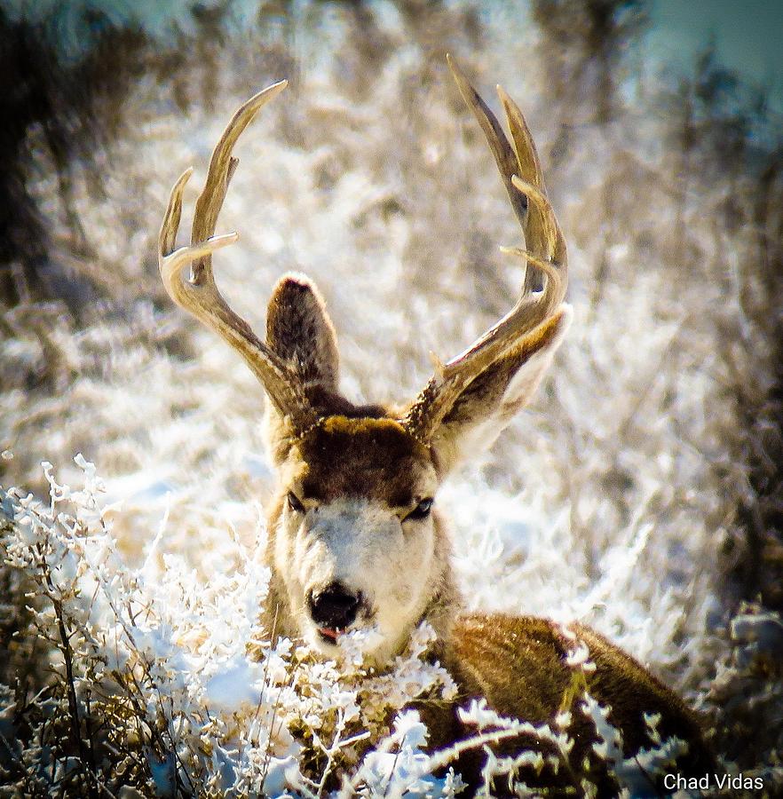 Buckeye Photograph by Chad Vidas - Fine Art America