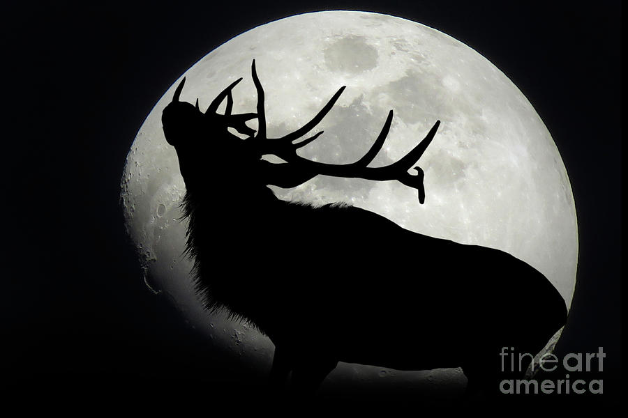 Deer Photograph - Bucking Roar by Melanie Kowasic