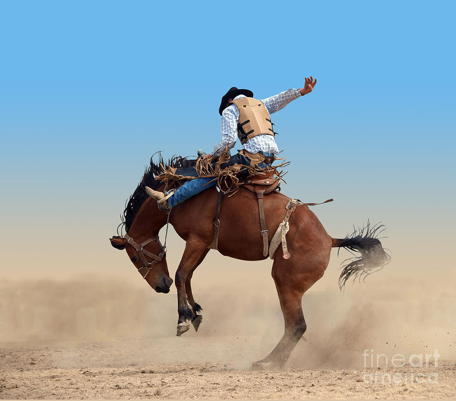 Bucking Rodeo Horse Isolated Photograph by Margo Harrison Fine Art