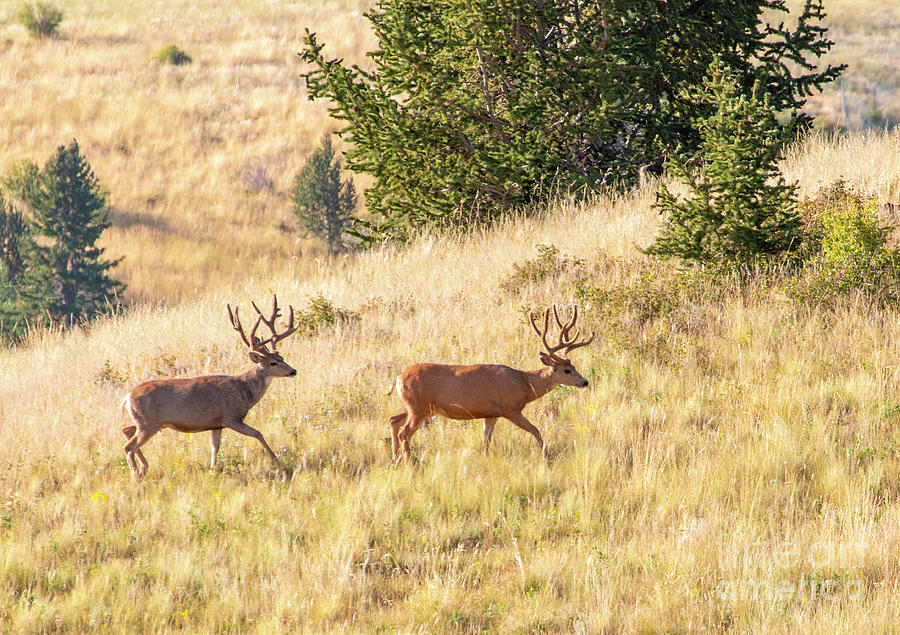 Bucks in Grouse Meadow Photograph by Steven Krull