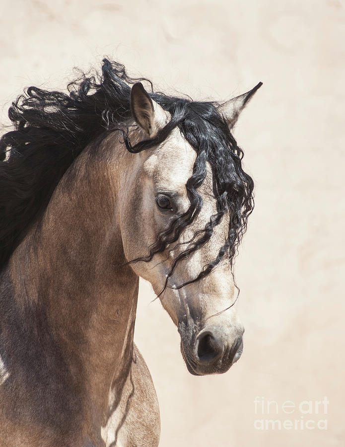 Buckskin Horse Face Photograph by Jody Miller