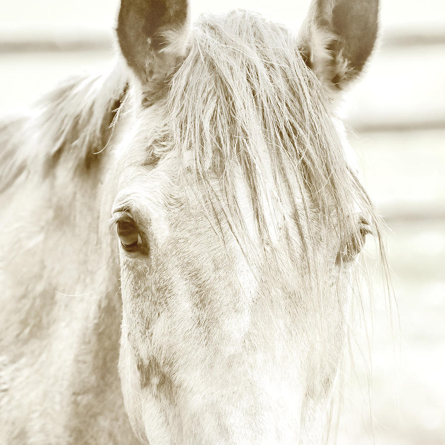 Horse Photograph - Buckskin by JAMART Photography