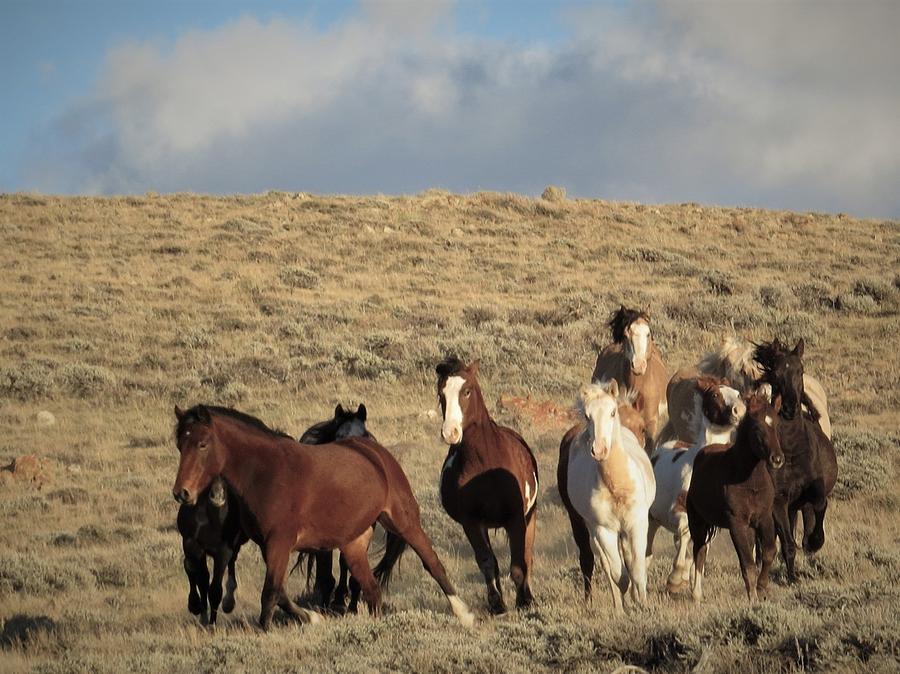 Buckskin Pinto Band Running Photograph by Christi Chapman - Fine Art ...