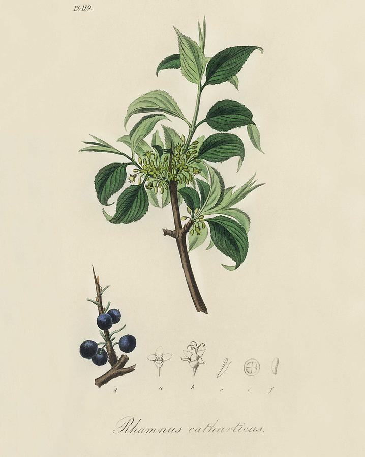 Buckthorn  Rhamnus catharticus  illustration from Medical Botany  1836  by John Stephenson and James Painting by Celestial Images