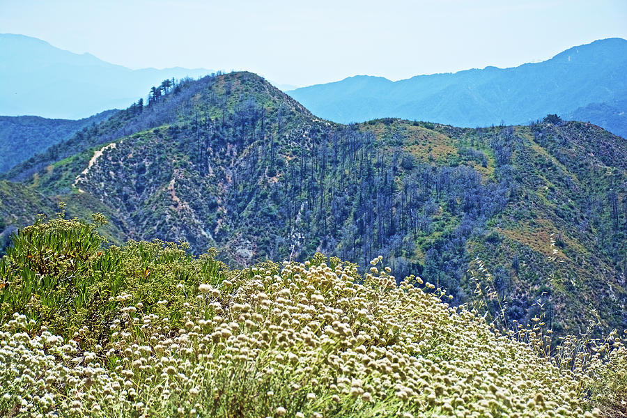 Buckwheat in the Mountains along Angeles Crest Highway, California ...